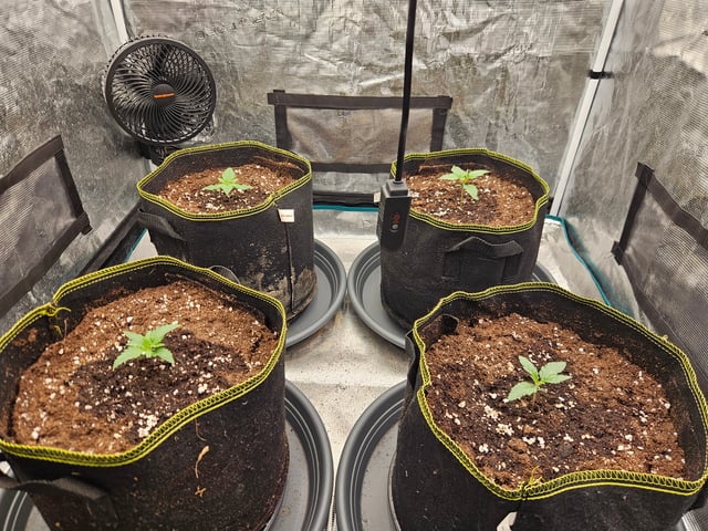 Double Trouble  — vegetative, day 12