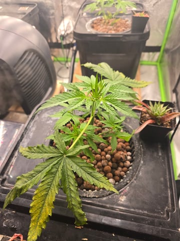 Growing — vegetative, day 50