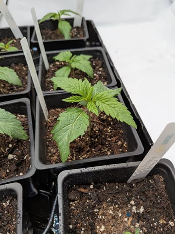 Grow Tent Starts — seedling_rooting, day 21