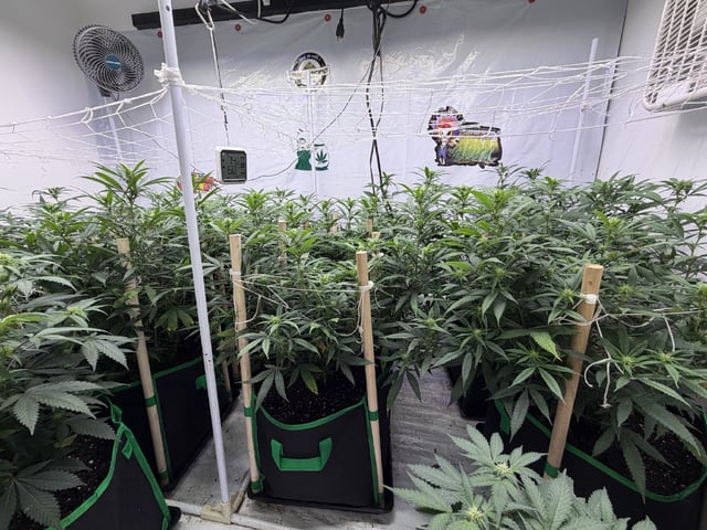 Indoor Grow  — flower, day 157