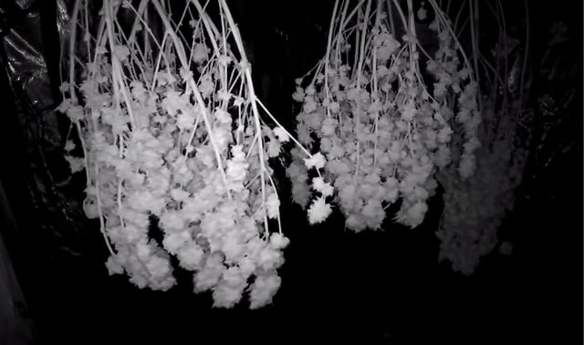 new bee's  — vegetative, day 59