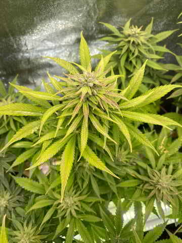 The White X Run Away Bride #3 — flower, day 82