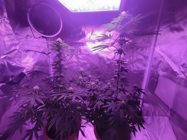 unknown strain 1st grow — flower, day 77