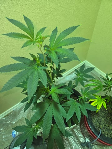 first time closet phx az — vegetative, day 4