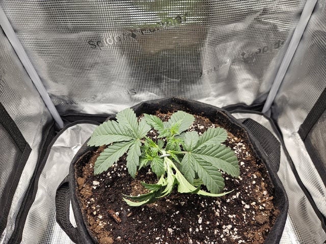 A chill grow in the small tent — vegetative, day 22