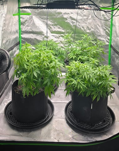 This grow may be interesting! — vegetative, day 106
