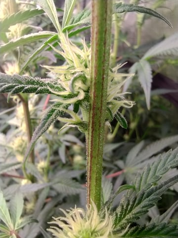 First grow — flower, day 69