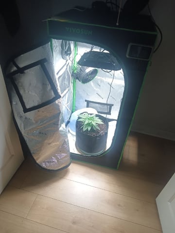 Critical Purple Kush — vegetative, day 37