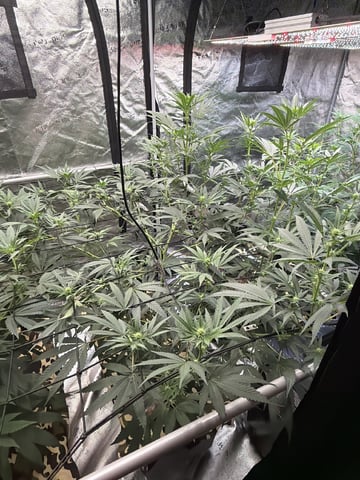 Humboldt, Hella Jelly. Jelly Donut  — flower, day 58