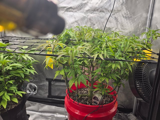 First Grow — vegetative, day 31
