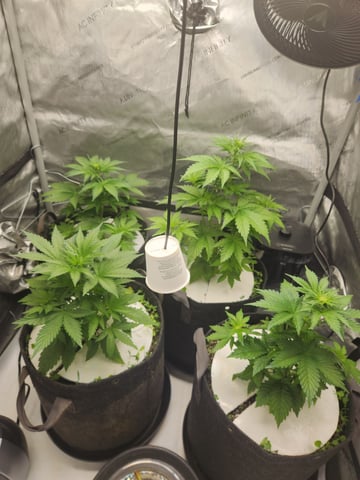 Rings of Saturn & Ghostboosters - Apollo Haze Artisanal Line — flower, day 33