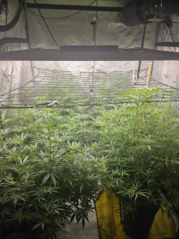 Dwc & Soil Run. 