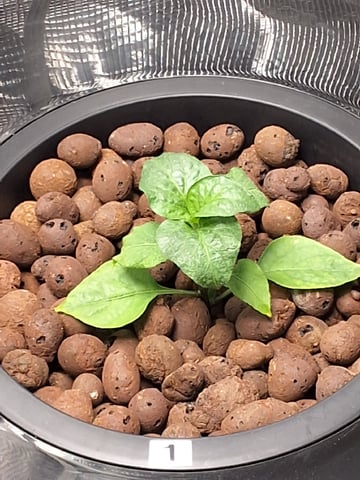 JALAPEÑO 🌶 — vegetative, day 47