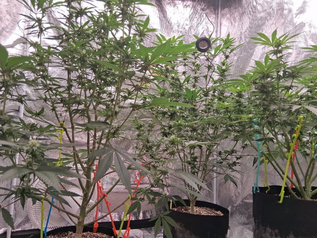 TEAM FULL AUTOS — flower, day 104