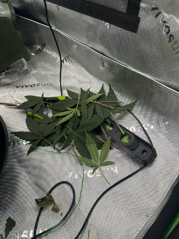 Pine (Auto) 2025 - 0 — flower, day 47