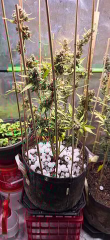 Here We Grow... — flower, day 108