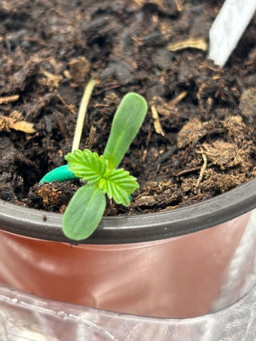 2025-26 harvest INDOOR — seedling_rooting, day 36