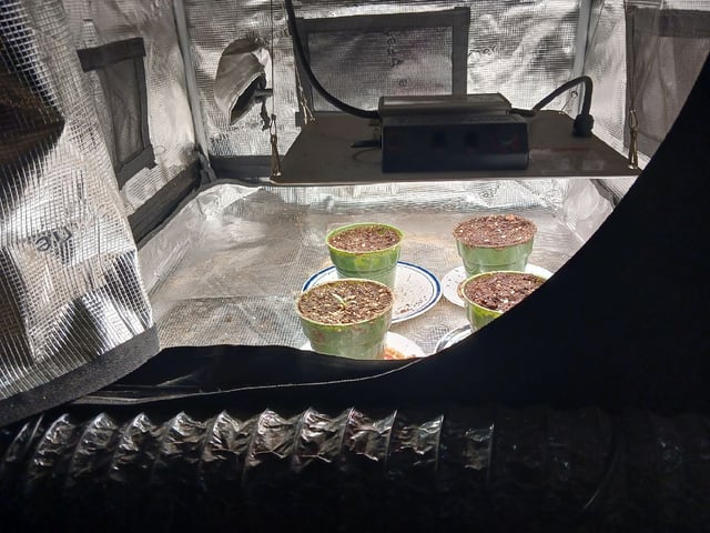 Christmas Stash 🎄  — germination, day 16