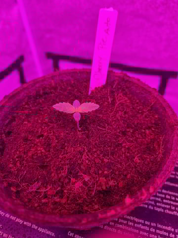 1st Ever Grow — seedling_rooting, day 9