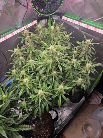 Northern Lights / Banana Kush — flower, day 67