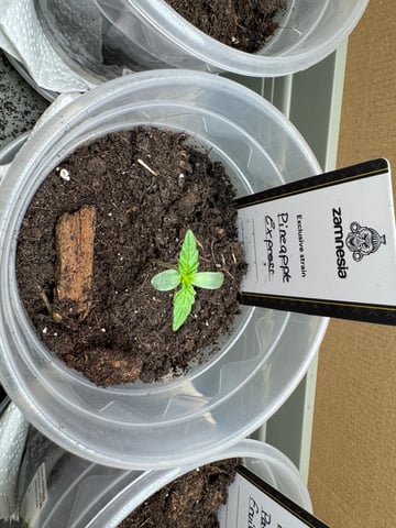 Pineapple Express F1 — seedling_rooting, day 2