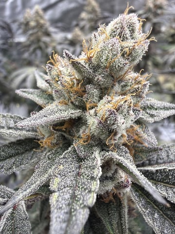 Humboldt, Hella Jelly. Jelly Donut  — flower, day 99