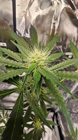 Princess Piper — flower, day 2