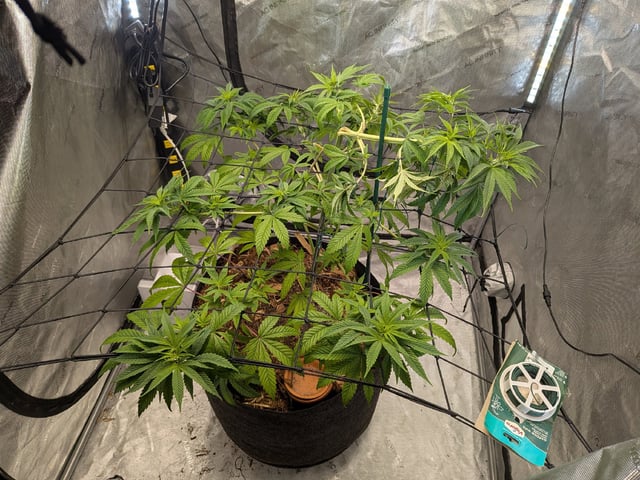 White Widow? — vegetative, day 14