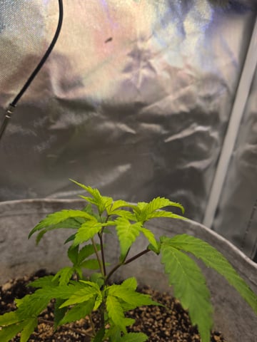 Looking for advice! — vegetative, day 12