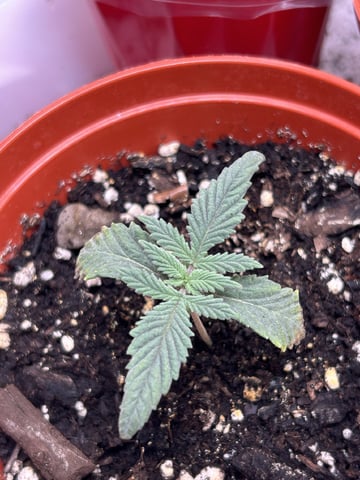 Stardust OG  — vegetative, day 1