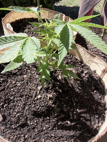 Bruce Banner ⛽️ — vegetative, day 51