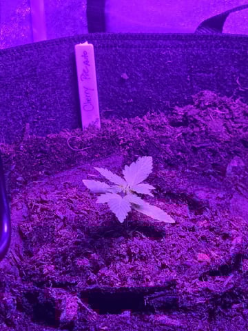 1st Ever Grow — vegetative, day 25