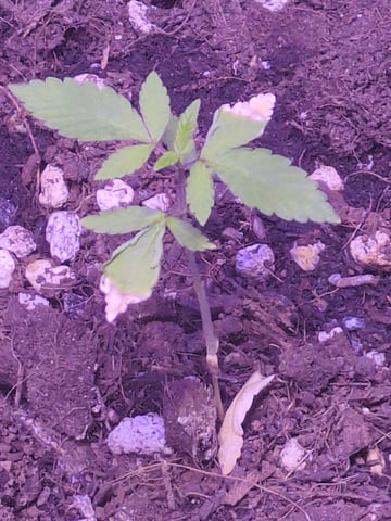 Audrey III — vegetative, day 29