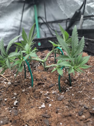 Girl Scout Cookies — vegetative, day 50