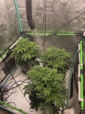 Relentless Genetics Trop Cherry S1 — vegetative, day 18