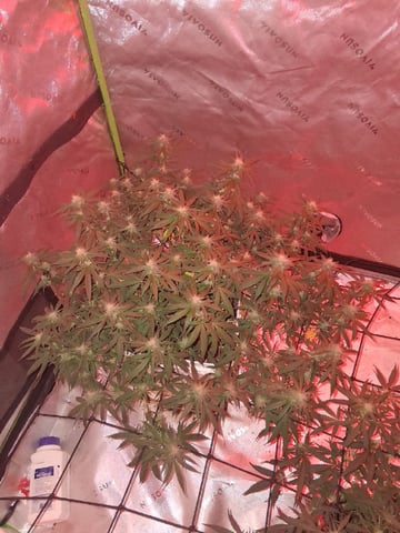 Mystic Gorilla