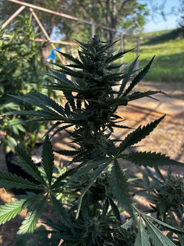 Autoflowers — flower, day 49