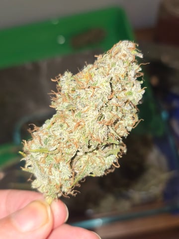 2nd Autoflower Indoor Grow — flower, day 102