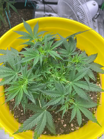 Gorilla Glue auto — vegetative, day 37
