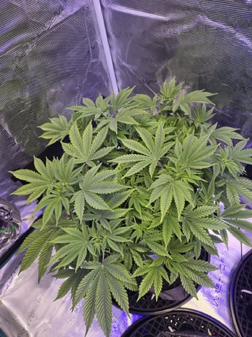 4 strains in 1 tent — vegetative, day 25