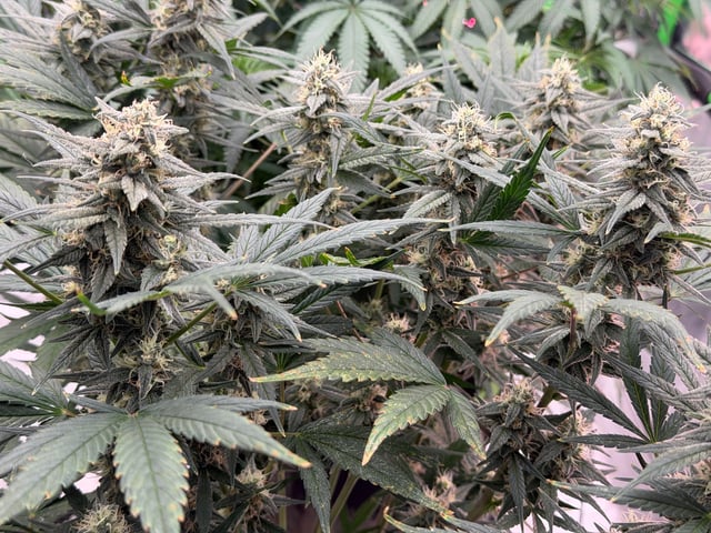 Witches Brew Autoflower by Dream Beans — flower, day 11