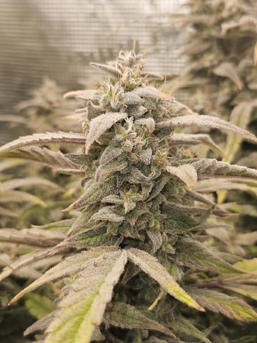 A chill grow in the small tent — flower, day 75