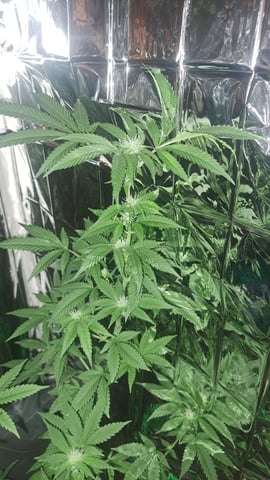 b1. — flower, day 99