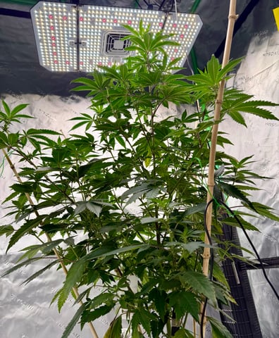 Bluntz Grow — flower, day 17