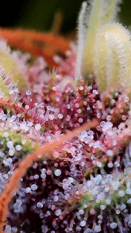 mimosa auto  — flower, day 1