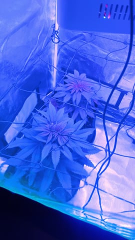 first grow  — vegetative, day 1