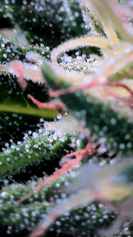 outdoors  unground 2025 — flower, day 25