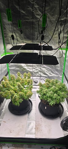 First grow - LCG(seed), GG#4(seed [possibly gorilla cookies]), Jack Hearer(clone) — flower, day 113