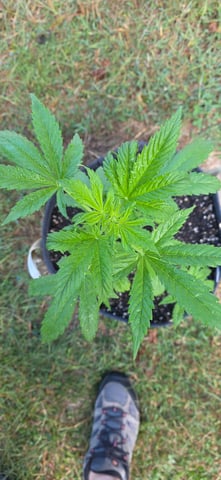 Let's just leave these right here! — vegetative, day 50