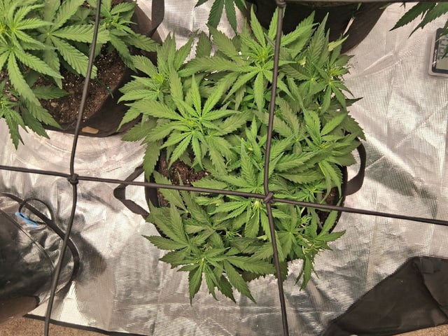Seedman mix auto & seedman mix auto & GodFather OG — auto, day 45
